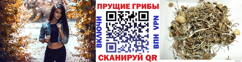 Купить где  Приволжск  Галлюциногенные грибы прущие грибы 